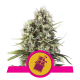 Royal Queen Seeds - Chocolate Haze | Feminizált mag | 3 darab - Royal Queen Seeds Feminizált - Royal Queen Seeds - Seed Diskont - Hanfsamen Shop