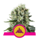 Royal Queen Seeds - Critical Kush | Feminizált mag | 3 darab - Royal Queen Seeds Feminizált - Royal Queen Seeds - Seed Diskont - Hanfsamen Shop