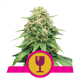 Royal Queen Seeds - Critical | Feminizált mag | 3 darab - Royal Queen Seeds Feminizált - Royal Queen Seeds - Seed Diskont - Hanfsamen Shop
