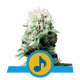 Royal Queen Seeds - Dance World (Feminizált) kannabis mag