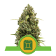 Royal Queen Seeds - Diesel (Autoflowering) kannabis mag