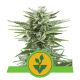 Royal Queen Seeds - Easy Bud (Autoflowering) kannabis mag