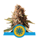 Royal Queen Seeds - Euphoria (Feminizált) kannabis mag