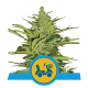 Royal Queen Seeds - Fast Eddy CBD (Autoflowering) kannabis mag