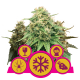 Royal Queen Seeds - Feminized Mix (Feminizált) kannabis mag
