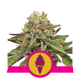 Royal Queen Seeds - Green Gelato (Feminizált) kannabis mag