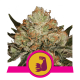 Royal Queen Seeds - HulkBerry (Feminizált) kannabis mag