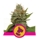 Royal Queen Seeds - Kali Dog (Feminizált) kannabis mag