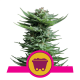 Royal Queen Seeds - Lemon Shining Silver Haze (Feminizált) kannabis mag