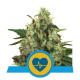 Royal Queen Seeds - Medical Mass (Feminizált) kannabis mag