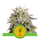 Royal Queen Seeds - Mimosa (Autoflowering) kannabis mag