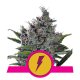 Royal Queen Seeds - North Thunderfuck (Feminizált) kannabis mag