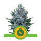 Royal Queen Seeds - Northern Light (Autoflowering) kannabis mag