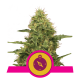 Royal Queen Seeds - Northern Light (Feminizált) kannabis mag