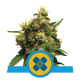 Royal Queen Seeds - Painkiller XL (Feminizált) kannabis mag