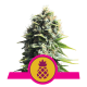 Royal Queen Seeds - Pineapple Kush (Feminizált) kannabis mag