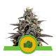 Royal Queen Seeds - Purple Punch (Autoflowering) kannabis mag
