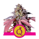 Royal Queen Seeds - Purple Queen (Feminizált) kannabis mag