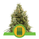 Royal Queen Seeds - Royal AKmatic (Autoflowering) kannabis mag
