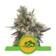 Royal Queen Seeds - Royal Bluematic (Autoflowering) kannabis mag