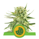 Royal Queen Seeds - Royal Cookies (Autoflowering) kannabis mag