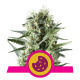 Royal Queen Seeds - Royal Cookies (Feminizált) kannabis mag