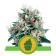 Royal Queen Seeds - Royal Creamatic (Autoflowering) kannabis mag