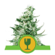 Royal Queen Seeds - Royal Critical (Autoflowering) kannabis mag