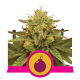 Royal Queen Seeds - Royal Domina (Feminizált) kannabis mag
