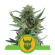 Royal Queen Seeds - Royal Dwarf (Autoflowering) kannabis mag
