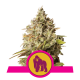 Royal Queen Seeds - Royal Gorilla (Feminizált) kannabis mag