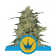 Royal Queen Seeds - Royal Highness (Feminizált) kannabis mag