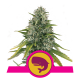 Royal Queen Seeds - Royal Moby (Feminizált) kannabis mag