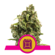 Royal Queen Seeds - Sour Diesel (Feminizált) kannabis mag