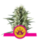 Royal Queen Seeds - Special Queen #1 (Feminizált) kannabis mag