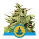 Royal Queen Seeds - Stress Killer CBD (Autoflowering) kannabis mag