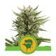 Royal Queen Seeds - Sweet Skunk (Autoflowering) kannabis mag