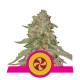 Royal Queen Seeds - Sweet ZZ Ex Zkittlez (Feminizált) kannabis mag