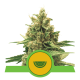 Royal Queen Seeds - Watermelon (Autoflowering) kannabis mag