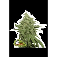 Seed Stocker - AK420 Auto (Autoflowering)