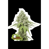 Seed Stocker - AK420 Fem (Feminizált)