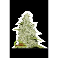 Seed Stocker - Amnesia Auto (Autoflowering)