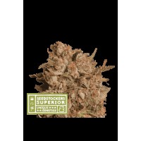 Seed Stocker - Apollo Black Cherry® Auto (Autoflowering)