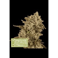 Seed Stocker - Apollo Black Cherry® Fem (Feminizált)