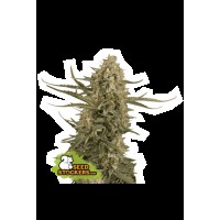 Seed Stocker - BCN Critical XXL Fem (Feminizált)