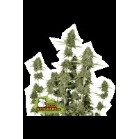 Seed Stocker - BCN Power Plant Auto (Autoflowering)