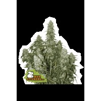 Seed Stocker - Big Bud Auto (Autoflowering)