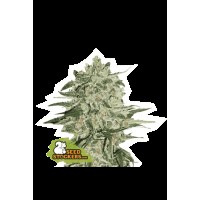 Seed Stocker - Big Bud Fem (Feminizált)