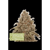 Seed Stocker - Blackberry Gum Auto (Autoflowering)