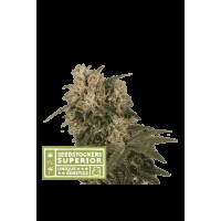 Seed Stocker - Blackberry Gum Fem (Feminizált)